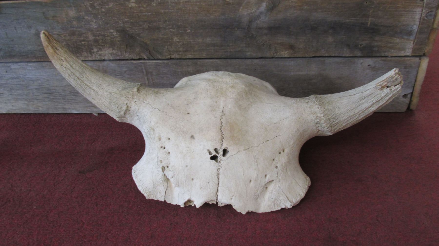 Prehistoric Bison Skull