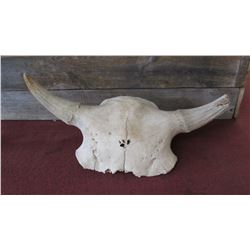 Prehistoric Bison Skull