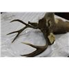 Image 2 : MOUNTED DEER HEAD, 4 POINT
