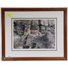 Image 1 : 22X26 FRAMED PAUL RANKIN #ED/SIGNED COUGAR PIC