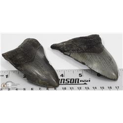 2 LARGE FOSSIL MEGALODON SHARK TEETH
