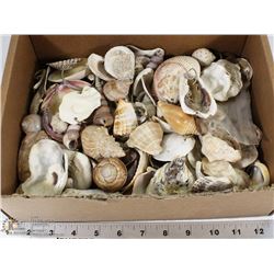 LOT OF HUNDREDS OF SEASHELLS PENDANTS