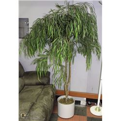 6' SILK TREE W/ POT