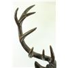 Image 3 : Elk Head Bust Bronze Stag Statue
