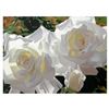 Image 1 : White Radiant Roses