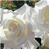 Image 2 : White Radiant Roses