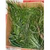 Image 1 : BOX OF GRASSES
