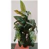 Image 1 : TREE PLANT 4' HIGH