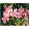 Image 1 : Robert Daughters | Oleander Color