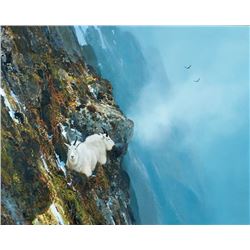 Michael Coleman | Rocky Mountain Goats