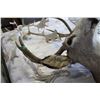 Image 2 : MOUNTED DEER HEAD, 4 POINT