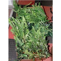2 BOXES OF FERNS