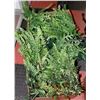 Image 1 : 2 BOXES OF FERNS