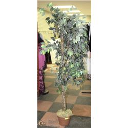 7' FICUS TREE