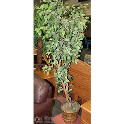 7' FICUS TREE
