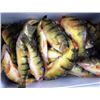 Image 3 : Dave Rozema Home Cooked Perch Dinner
