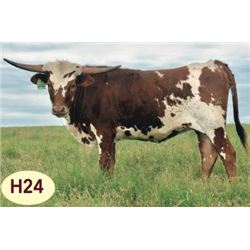 GLR MIDNIGHT TEMPTATION