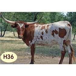 SR MADDEN’S PARLEY 510