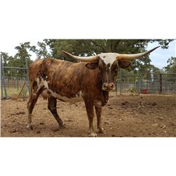 SUB LOT - BRANDI ESPECIAL HCL