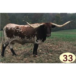 ILLINI LACEY J DALTON