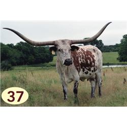 FMR GETCHY SOM KOBRA