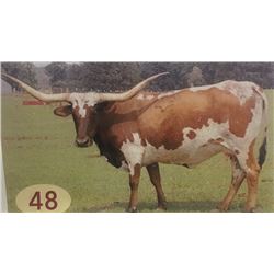 SUB LOT- CLASSIC DIAMOND 54