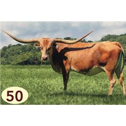 RRR MISS RIO BELINDA 937