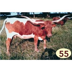 EOT OUTBACK DOMINQUE