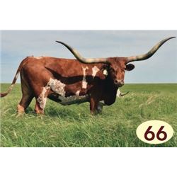 AUZZIE’S SUZZIE EOT 944