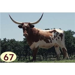 SHR WOW’S MAY BLOSSOM