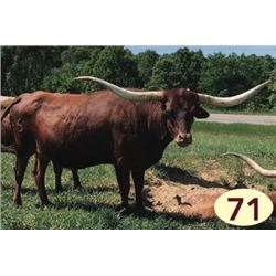 HUBBELLS RIO MISS H.C.R.