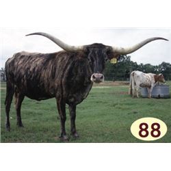 RJF CASANOVA PRINCESS