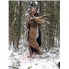 Image 1 : 7 Day Cougar Hunt in British Columbia