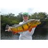Image 2 : 6 Day Peacock Bass Fishing for 2 in Brazil