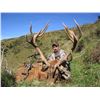 Image 4 : 5 Day Red Stag Hunt for 2 in New Zealand