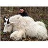 Image 1 : Mountain Goat Hunt for 1 in British Columbia