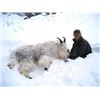 Image 2 : Mountain Goat Hunt for 1 in British Columbia