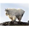 Image 4 : Mountain Goat Hunt for 1 in British Columbia