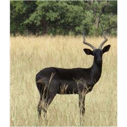 10 Day Bow Hunters Dream Hunt for 2 in South Africa