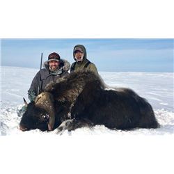6 Day Mainland Muskox Hunt in Nunavut