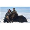 Image 1 : 6 Day Mainland Muskox Hunt in Nunavut