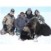 Image 2 : 6 Day Mainland Muskox Hunt in Nunavut