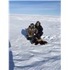 Image 3 : 6 Day Mainland Muskox Hunt in Nunavut