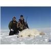 Image 4 : 6 Day Mainland Muskox Hunt in Nunavut
