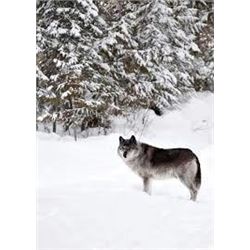 6 Day Wolf Hunt & Trap Line Excursion in British Columbia