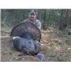 Image 1 : Turkey Hunt for 4 Hunters in Maryland