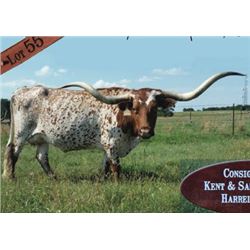 EOT OUTBACK BEAUTY II