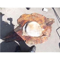 BURL SECTIONS - 3 TTL