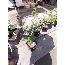 LIVE PLANT - JAPANEESE CHERRY