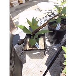 LIVE PLANT -  WYGELIA - RED